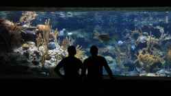 Tauch ein in die Welt der Aquaristik: Was sind Aquarianer und wie gestalten sie ihre Unterwasserwelten?