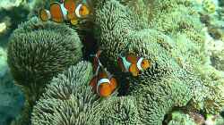 Die Kunst der Annemonenfischhaltung: Wie man ein Meerwasseraquarium optimal einrichtet