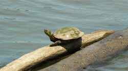 Ein Paradies für Wasserschildkröten: Die Gestaltung eines Gartenteichs