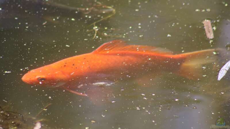 Warum jagen sich die Goldfische im Teich?