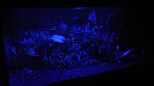 Nightvision