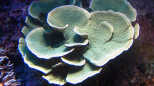 Montipora delicatula - Fragile Mikroporenkoralle