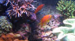 Pseudanthias squamipinnis - Juwelen Fahnenbarsch