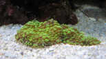 Ricordea yuma - Genoppte Scheibenanemone