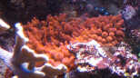 Entacmaea quadricolor - Blasenanemone