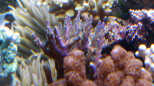 Acropora, Weichkorallen