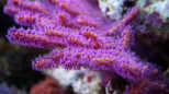 Gorgonie
