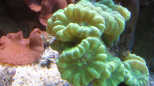 Caulastrea furcata - Fl&ouml;tenkoralle / Fingerkoralle
