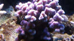Stylophora pistillata - Griffelkoralle