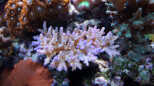 Deepwater-Acropora