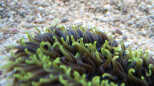Anemone