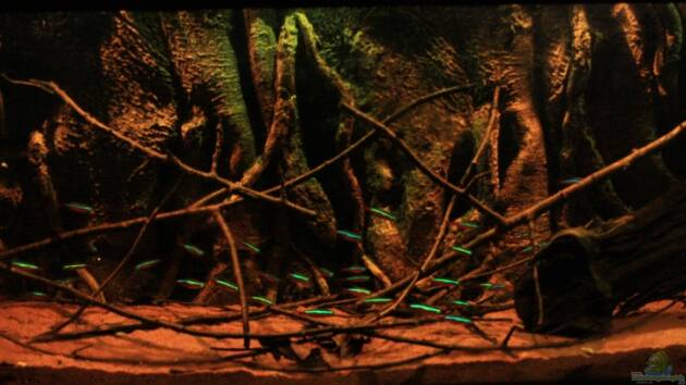 The World of Rio Negro, neu ohne Pflanzen