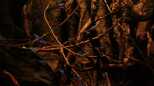 Roter Neon, Farbenpracht