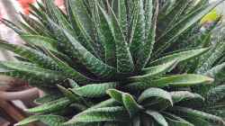 Aloe aristata / Grannen-Aloe