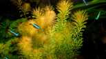 Rotes Mooskraut (Rotala wallichii)