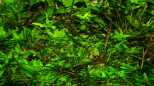 Kriechende Staurogyne (Staurogyne repens, Staurogyne sp. vom Rio Cristalino)