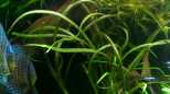 Genoppter Wasserkelch (Cryptocoryne balansae)