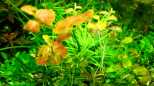 Ovalbl&auml;ttrige Ludwigie (Ludwigia ovalis)
