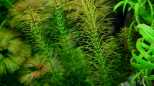 Vietnam Rotala (Rotala sp. `Vietnam)
