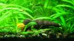 Tylomelania sp. gold