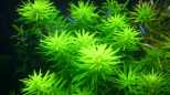 Aromatischer Sumpffreund (Limnophila aromaticoides)