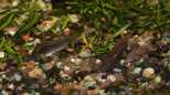 Panzerwelse (Corydoras aeneus)