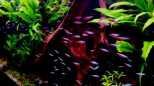 Rote Neon