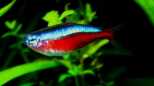 meine Stars im Aquarium