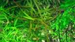 Weidenbl&auml;ttriger Wasserfreund (Hygrophila salicifolia sp. Tiger)