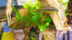 Pelvicachromis taeniatus "Moliwe"