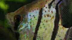 Pterophyllum scalare