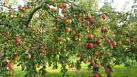 Der Artikel Die perfekte Nachbarschaft: Der Apfelbaum am Gartenteich ist neu oder wurde geändert.