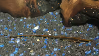 Farlowella vittata im Aquarium halten