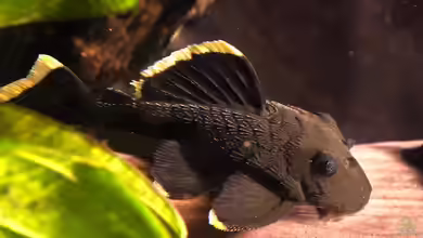 L-Welse im Aquarium halten