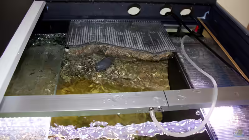 Einrichtungsbeispiele für Aquarien mit Kühlung