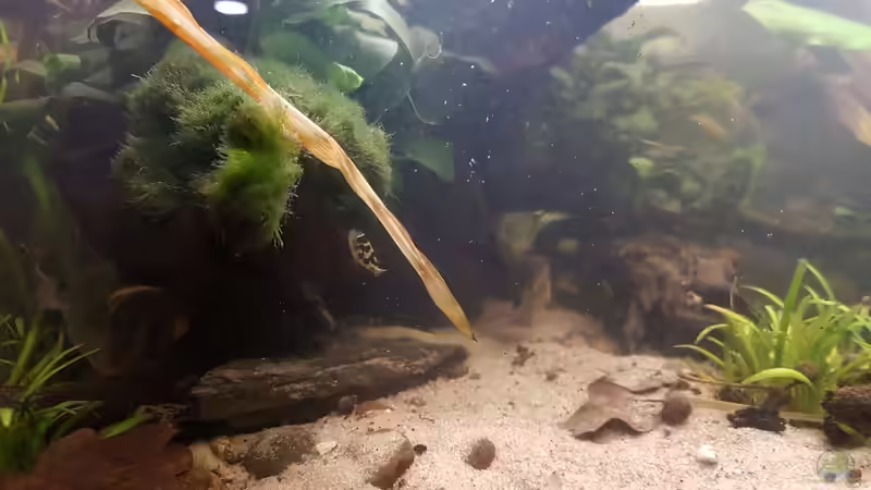 Aquarien mit Zwergkugelfischen (Carinotetraodon travancoricus)