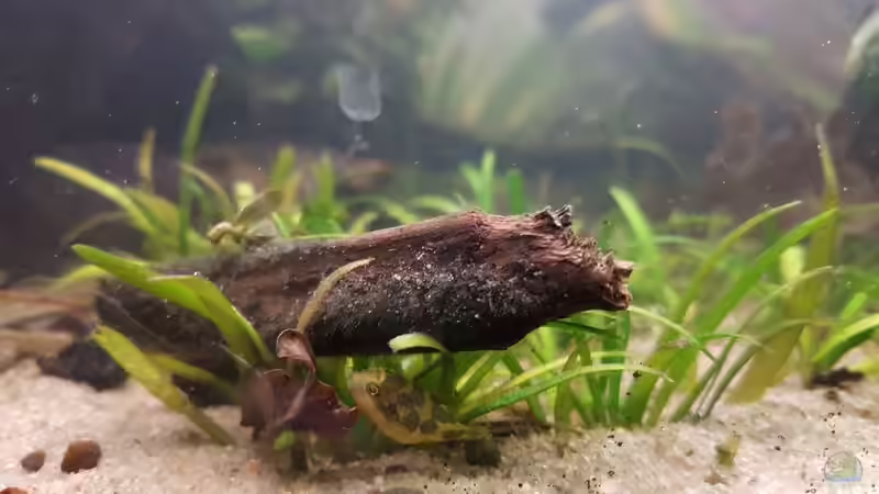 Aquarien mit Zwergkugelfischen (Carinotetraodon travancoricus)