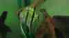 Pterophyllum altum