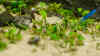 Corydoras pygmaeus