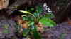 Bucephalandra sp. Green Velvet