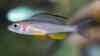Paracyprichromis brieni