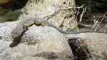 Acanthodactylus boskianus im Terrarium halten (Einrichtungsbeispiele für Afrikanischer Fransenfinger)