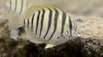Acanthurus polyzona im Aquarium halten (Einrichtungsbeispiele für Schwarzstreifen Doktorfisch)