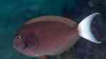 Acanthurus thompsoni im Aquarium halten (Einrichtungsbeispiele für Weißschwanz-Doktor)