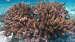 Acropora abrotanoides im Aquarium halten (Einrichtungsbeispiele für Kleinpolypige Steinkoralle)