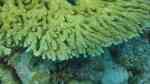 Acropora clathrata im Aquarium halten (Einrichtungsbeispiele für Kleinpolypige Steinkoralle)