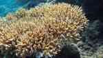 Acropora donei im Aquarium halten (Einrichtungsbeispiele für Kleinpolypige Steinkoralle)