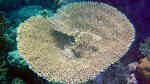 Acropora parapharaonis im Aquarium halten (Einrichtungsbeispiele für Kleinpolypige Steinkoralle)