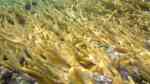 Acropora prolifera im Aquarium halten (Einrichtungsbeispiele für Verschmolzene Hirschhornkoralle)