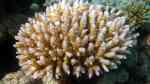 Acropora vermiculata im Aquarium halten (Einrichtungsbeispiele für Kleinpolypige Steinkoralle)